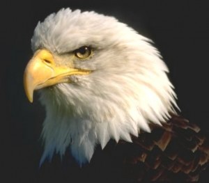 eagle.jpg